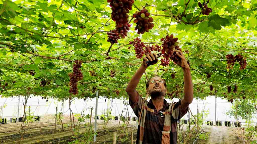 পলিনেট, মালচিংয়ে বদলে যাচ্ছে কৃষি