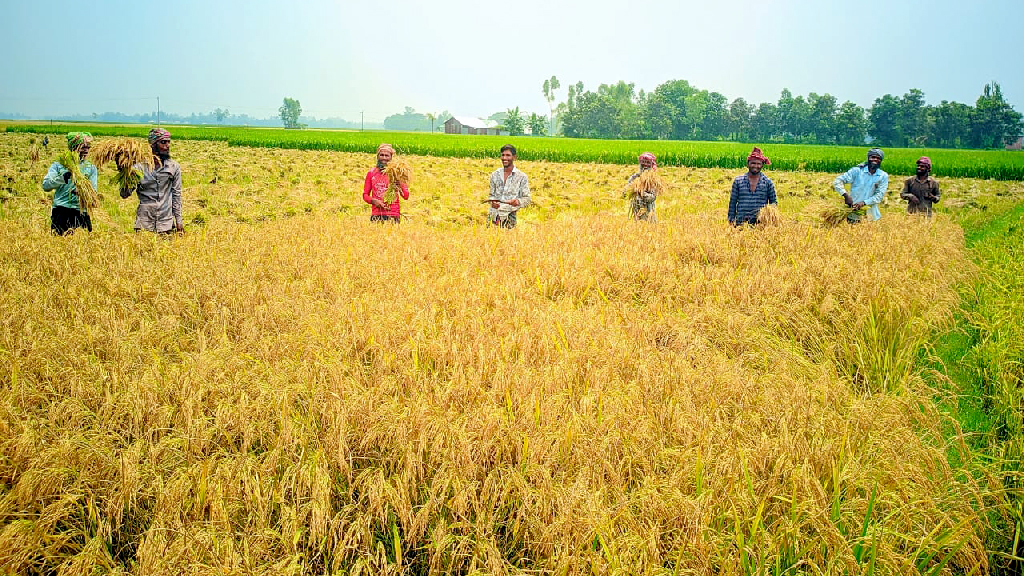 বগুড়ায় শ্রমিক–সংকটে ধান নিয়ে দুশ্চিন্তায় কৃষক