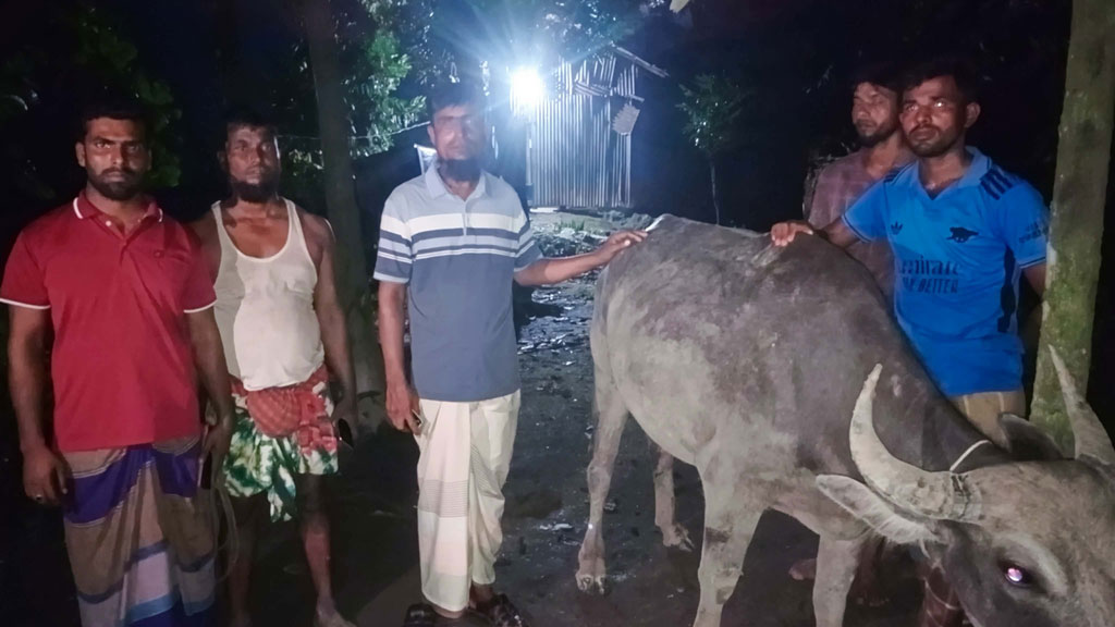 চরের ঘাস খেয়ে ২৫ মহিষ অসুস্থ, মারা গেছে ৩টি