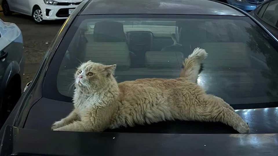 ফেলে আসা ভালোবাসা: দুবাইয়ের রাজপথে অসহায় পোষা প্রাণীরা