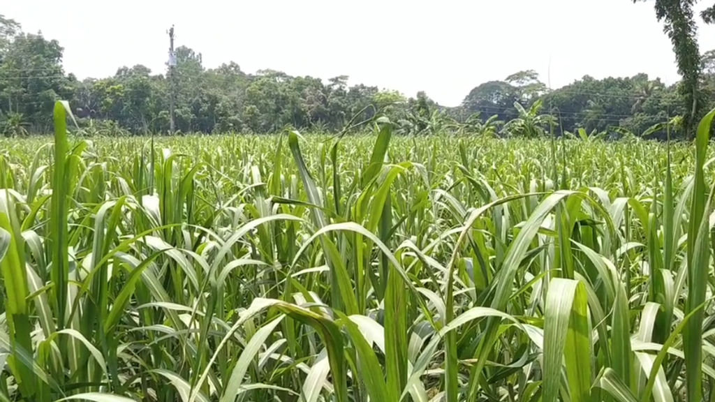 চাঁদপুরে আখের জমিতে পোকার আক্রমণ, চিন্তিত কৃষক