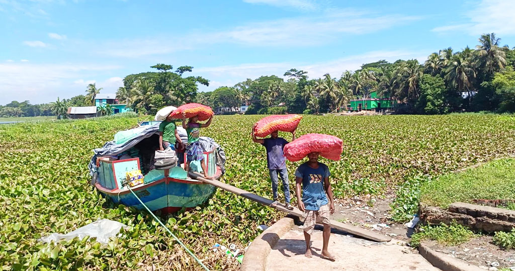 কচুরিপানার দখলে অস্তিত্ব সংকটে ডাকাতিয়া নদী, বিপর্যস্ত জীবিকা ও জীববৈচিত্র্য