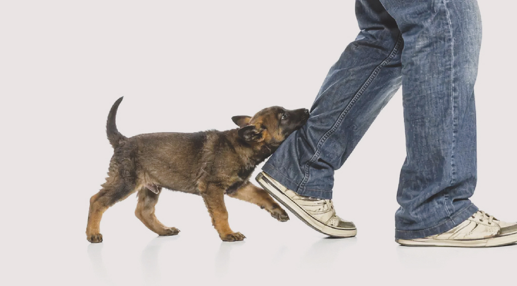 জলাতঙ্ক: আতঙ্ক নয় সচেতনতাই বাঁচার পথ