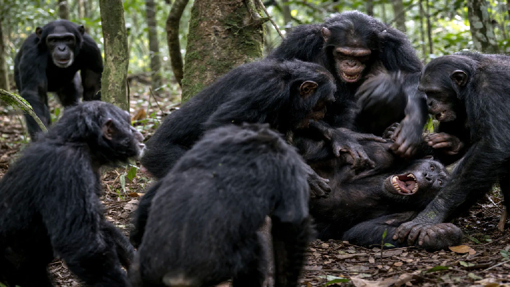 শিম্পাঞ্জিদের ৮ বছরের গৃহযুদ্ধ নিয়ে গবেষণা: মানুষের সহিংসতার ধরনে নতুন চিন্তার খোরাক