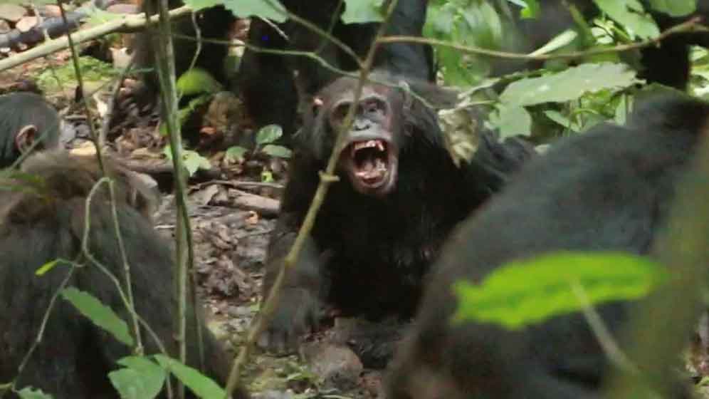 উগান্ডায় গৃহযুদ্ধে জড়িয়ে পড়েছে শিম্পাঞ্জিরা