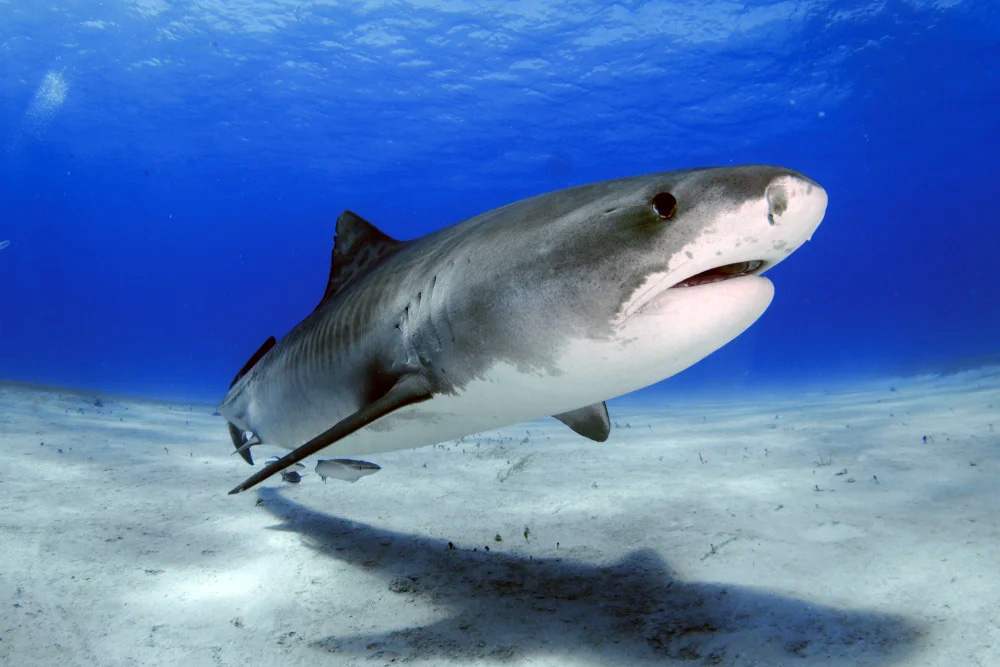 হাঙরের শরীরে কোকেনসহ চার ধরনের নেশাজাতীয় উপাদান মিলেছে