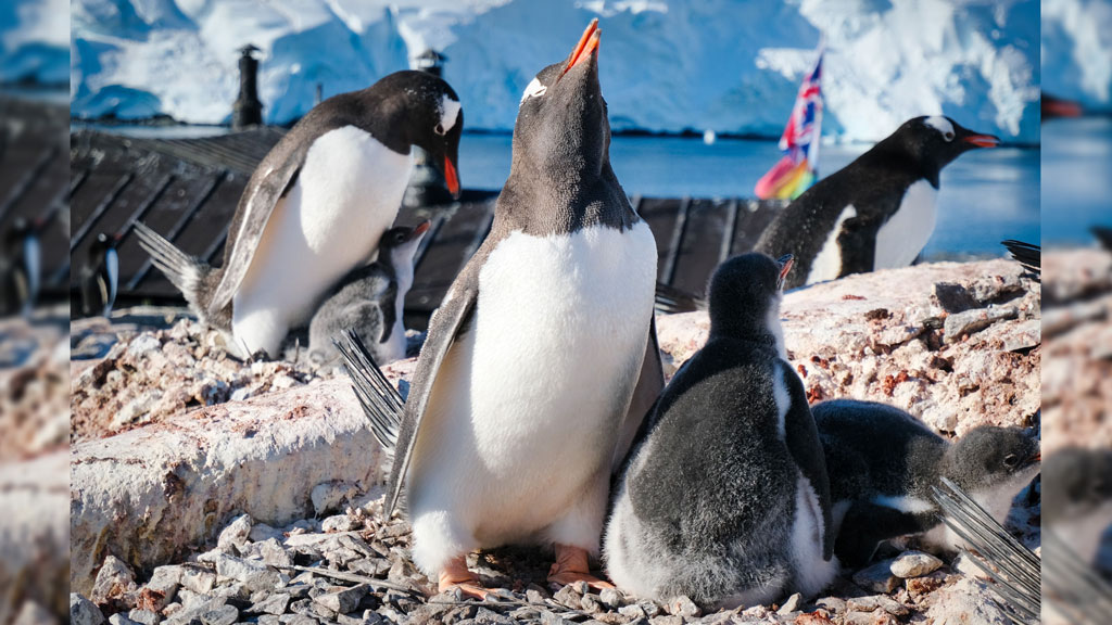 Counting-Penguins