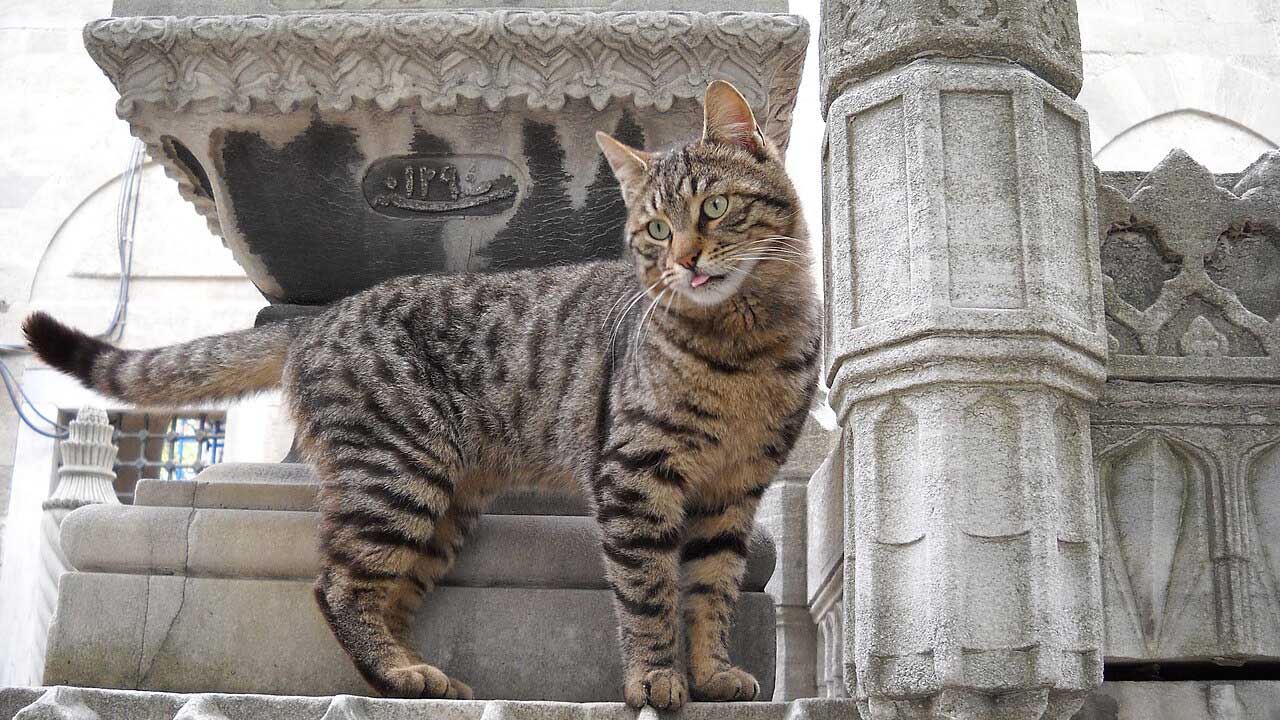 যে শহরে আড়াই লাখ বিড়াল থাকে