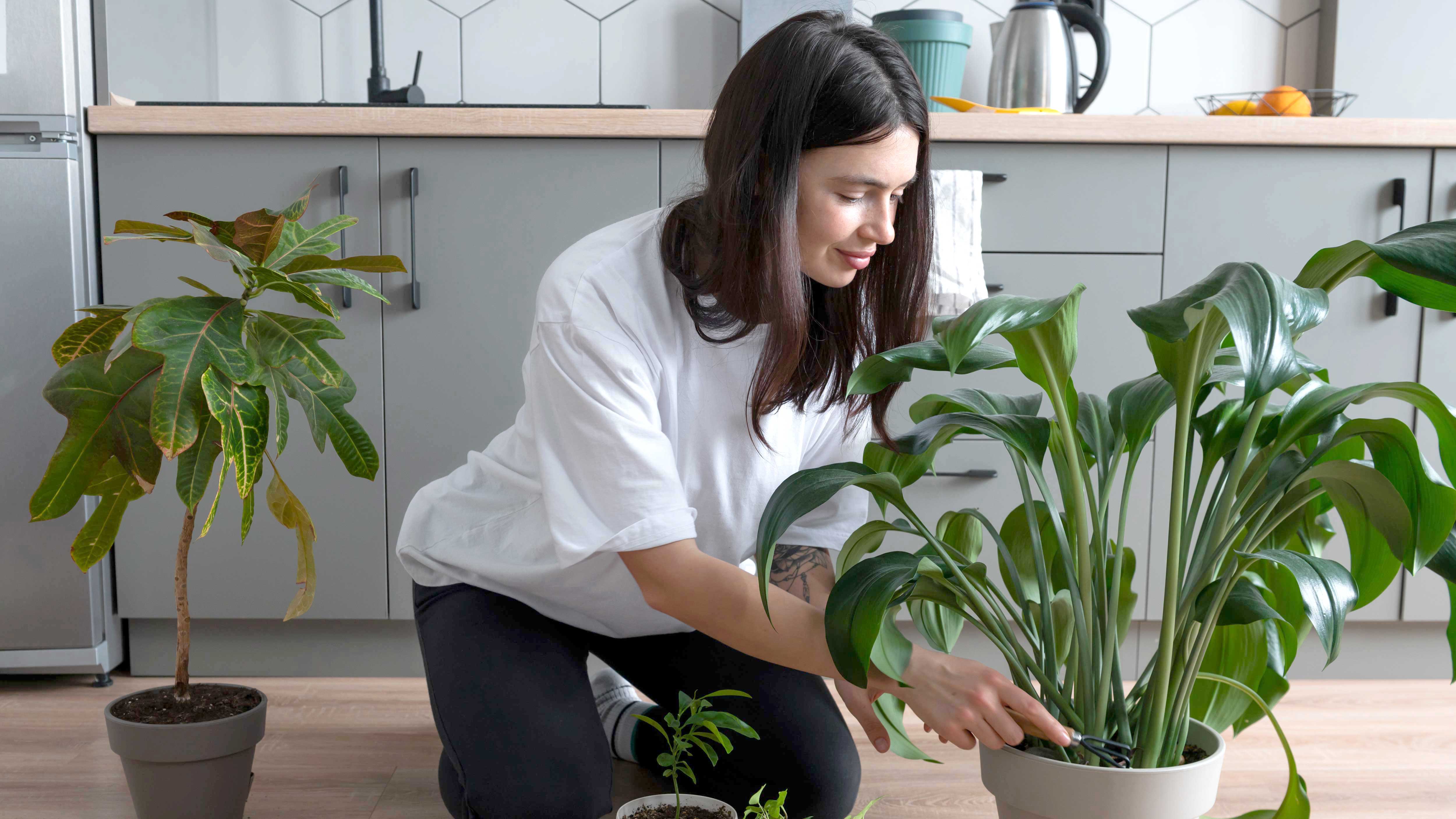 শীতকালে ৫ উপায়ে গাছের যত্ন