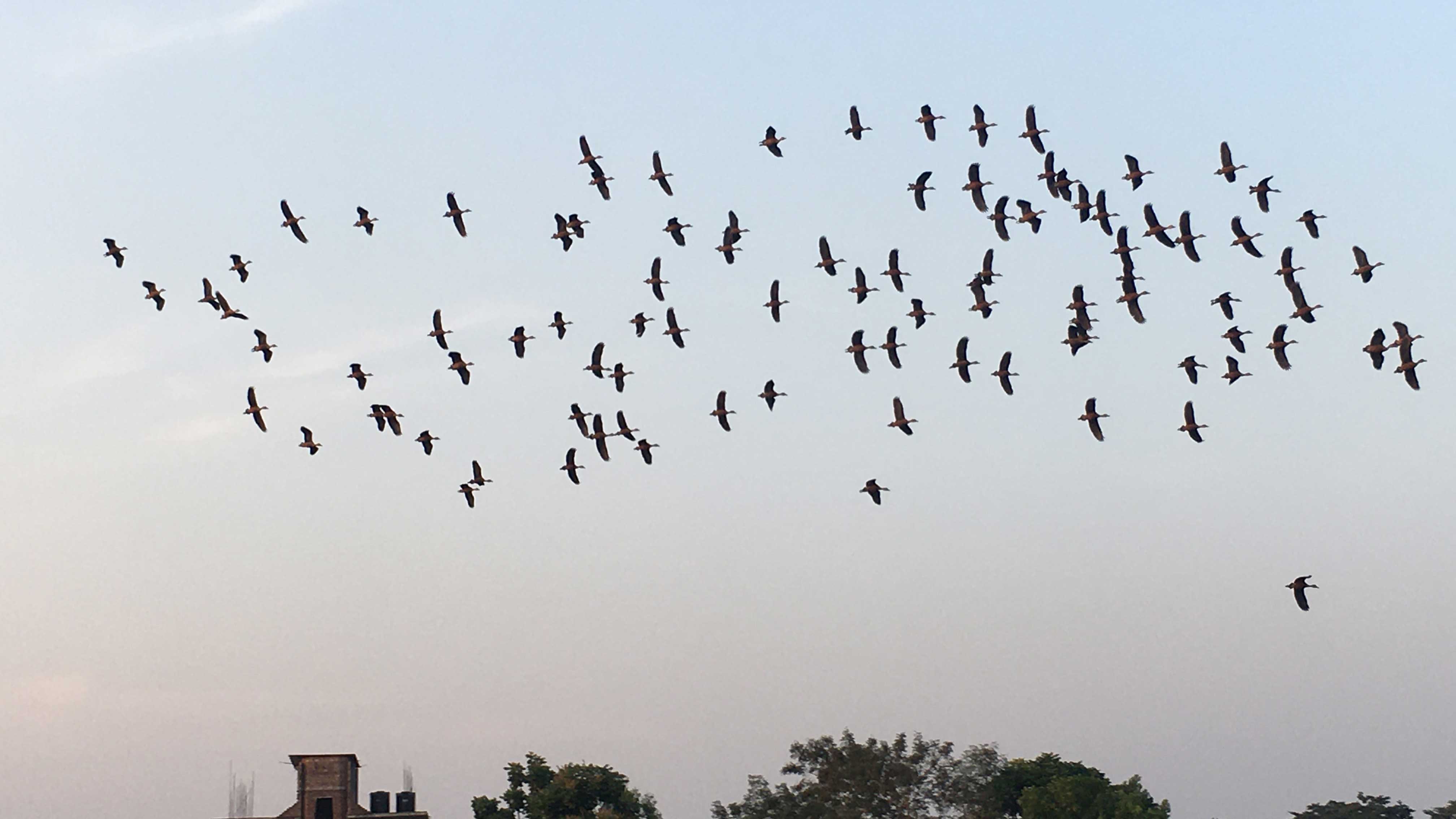 শীতে অতিথি পাখির সন্ধানে