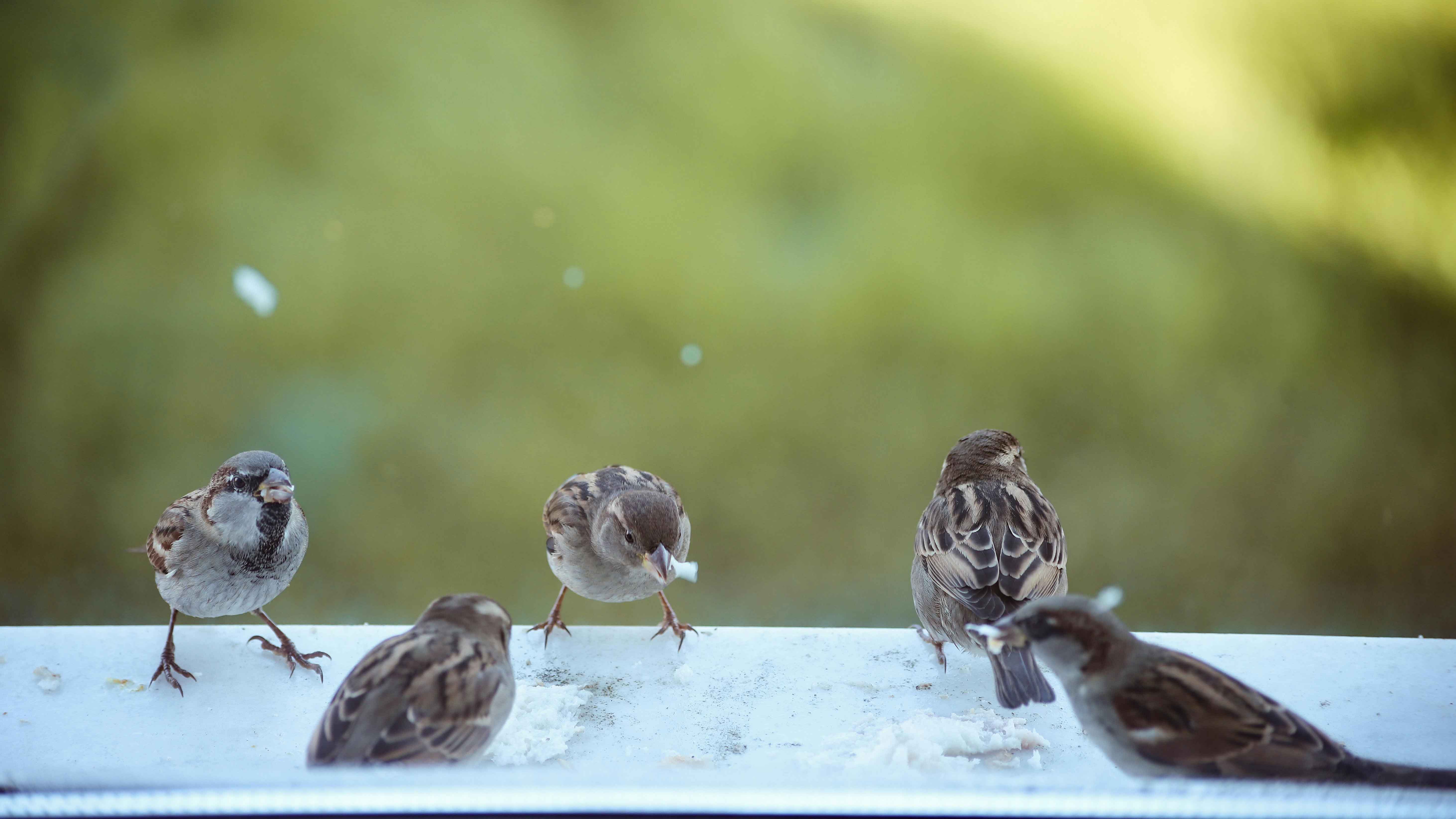যান্ত্রিক অ্যালার্ম নয়, পাখির সুরে শুরু হোক দিন