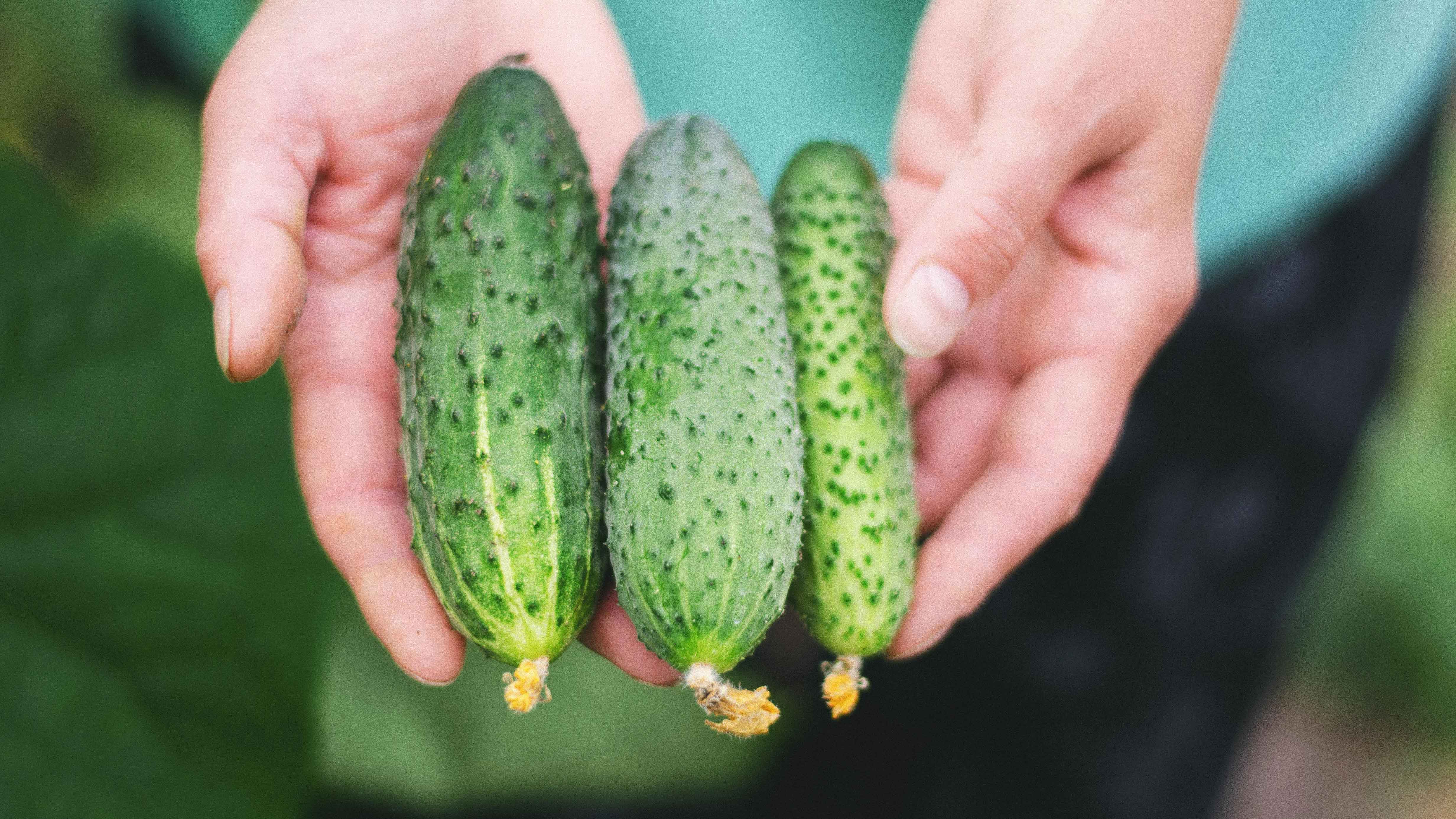 এই সময় পাতে কেন শসা রাখবেন, জেনে নিন কারণ