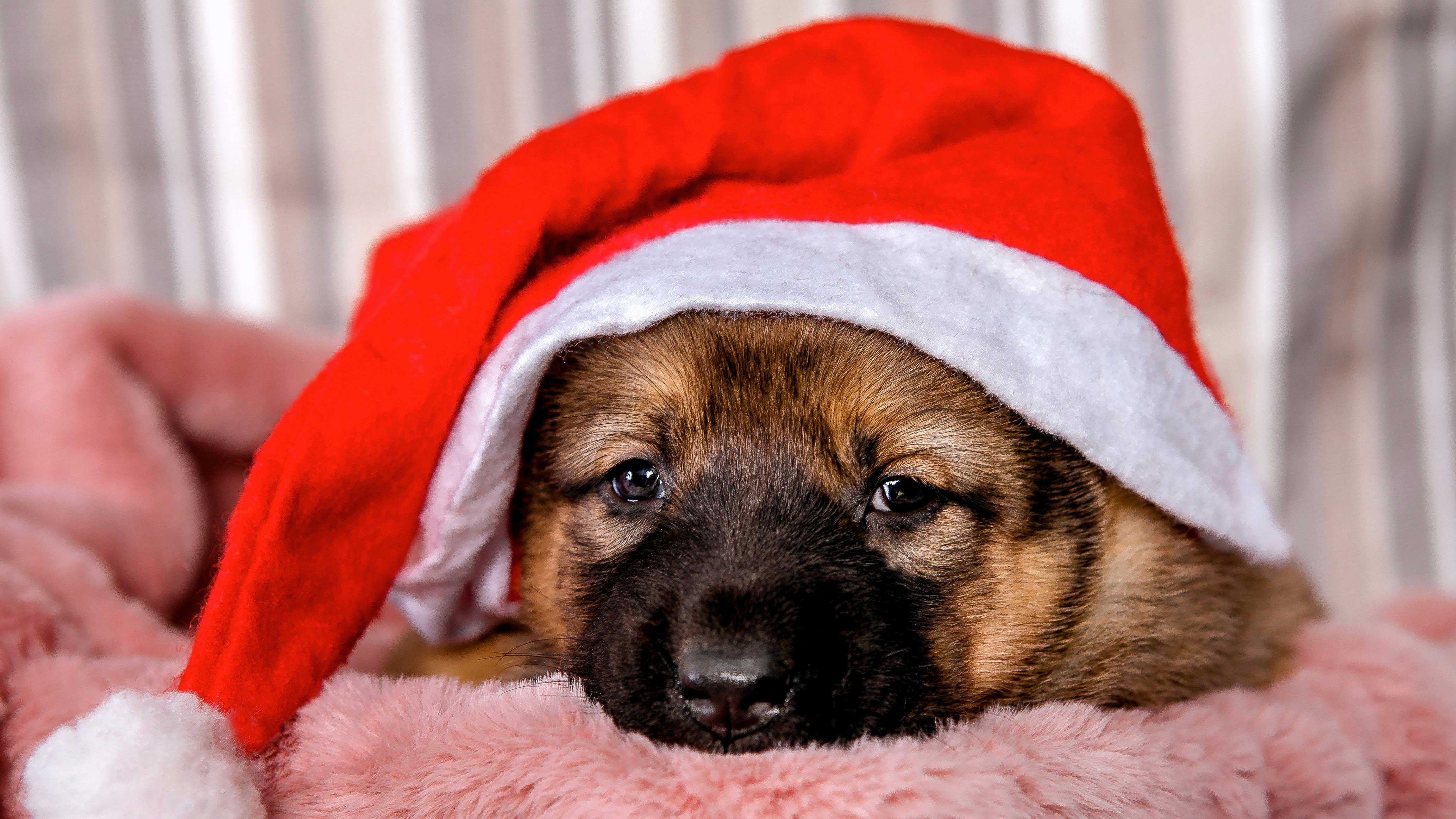 শীতে পোষা প্রাণীর যত্ন নিতে যা করবেন