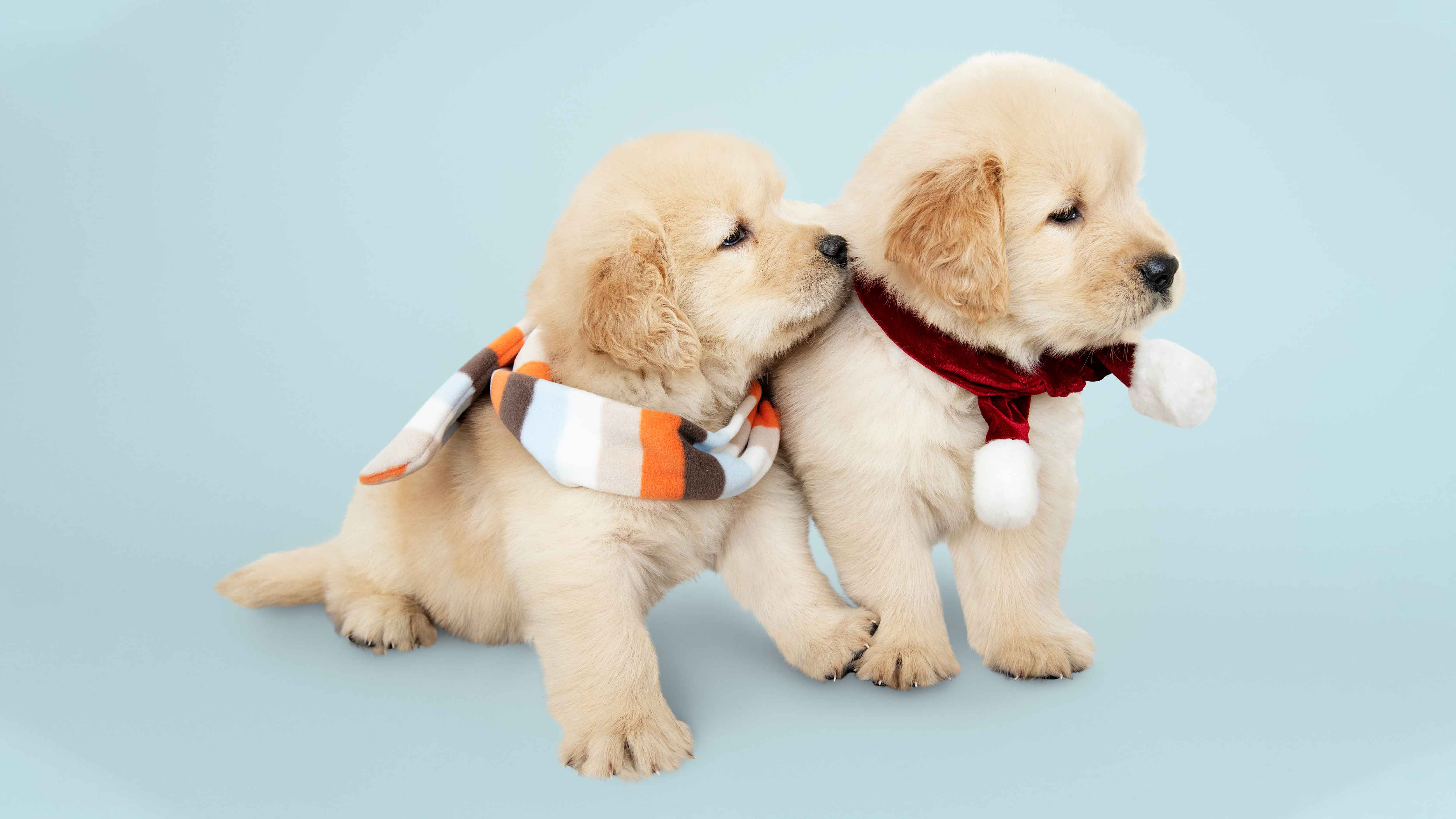 পোষা প্রাণী নিয়ে বিমানযাত্রার আগে জেনে নিন