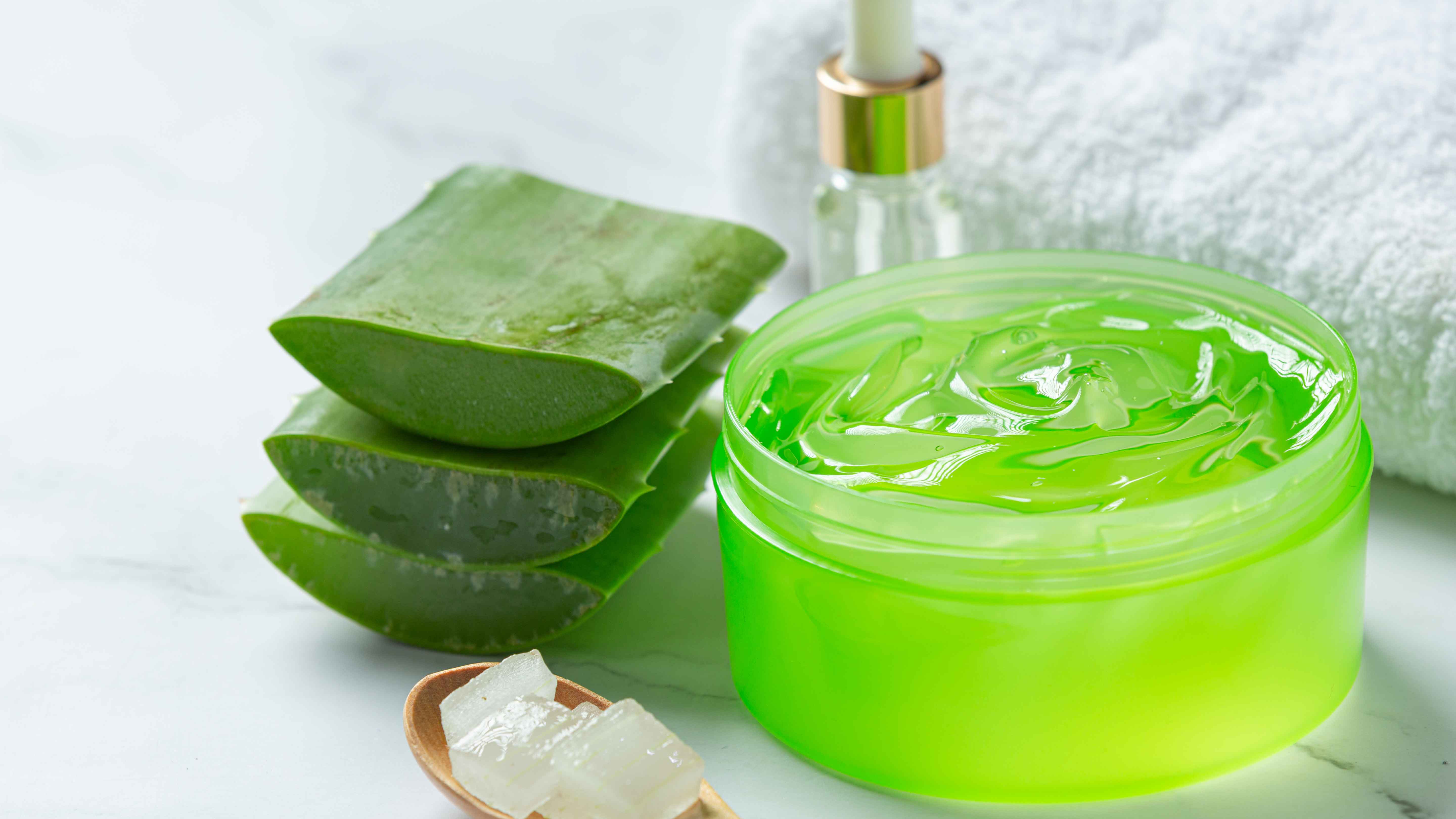 ঘরোয়া উপায়ে যেভাবে অ্যালোভেরা জেল তৈরি করবেন