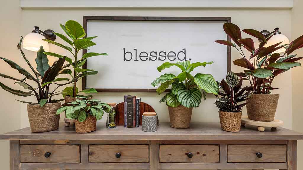 ঈদে ঘর সতেজ রাখতে যে গাছগুলো বেছে নিতে পারেন