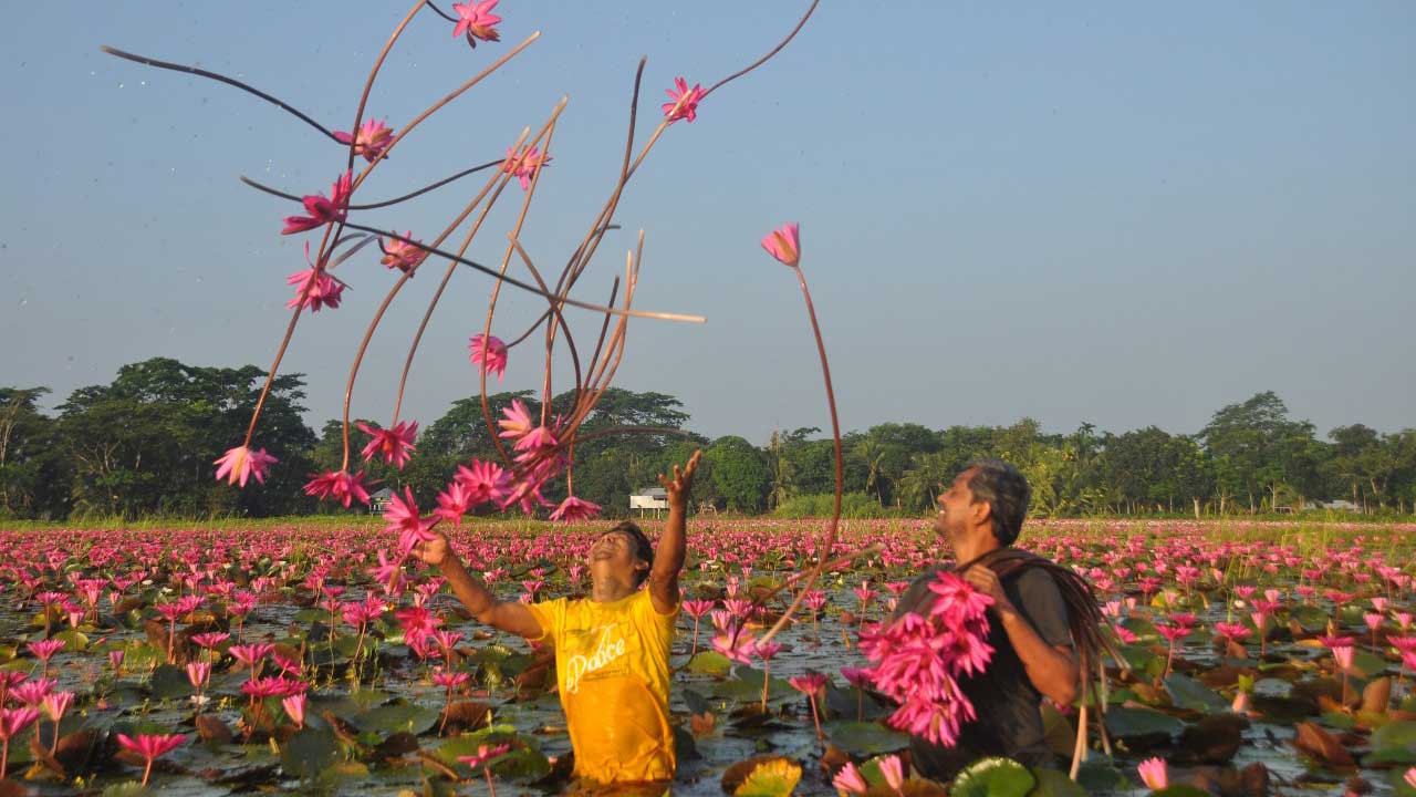 লাল শাপলার রাজ্যে