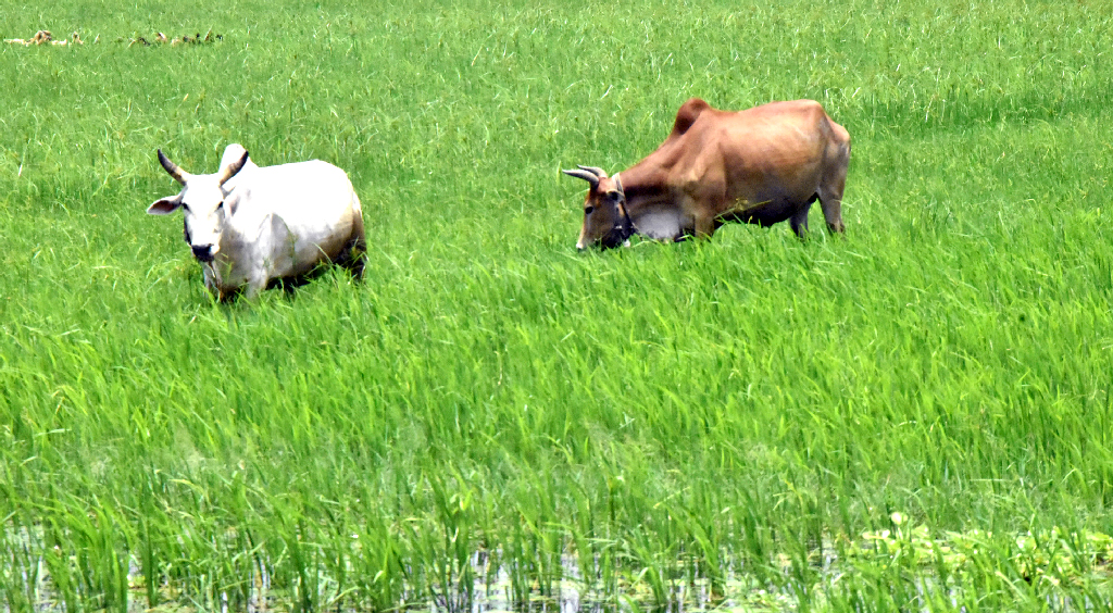 দিনের ছবি (২৯ জুলাই, ২০২৬)