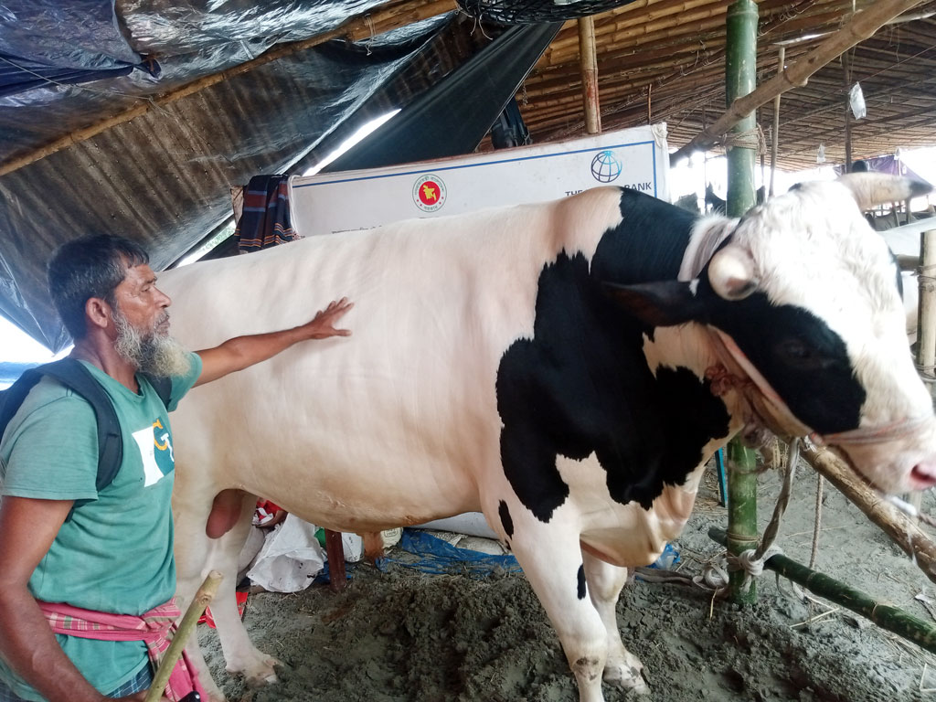 পোস্তগোলা শ্মশানঘাট পশুর হাটের প্রধান আকর্ষণ ‘বড় মিয়া’