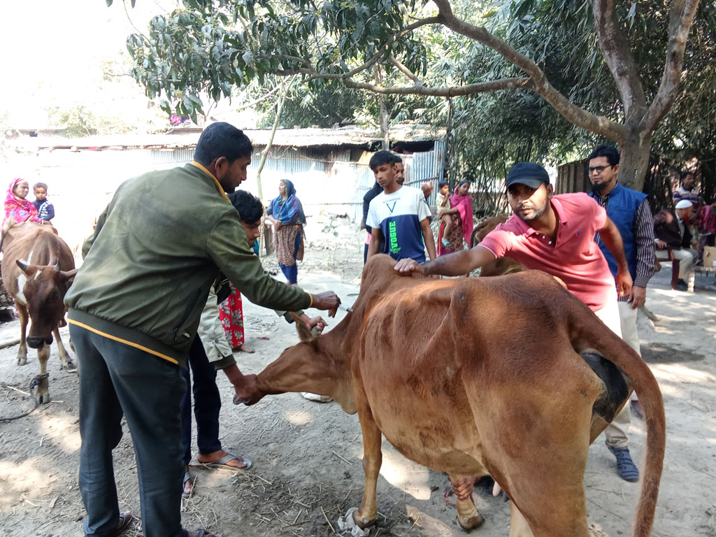 রাজশাহীতে বাঁধাকপি খেয়ে মারা গেছে ৭ গরু, অসুস্থ ৫০