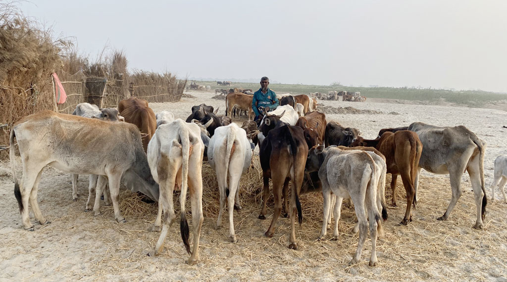 রাজশাহীর চরাঞ্চলে শিয়ালের আতঙ্ক, এক রাতে আক্রান্ত ২০০ গরু