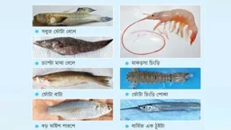 আন্তর্জাতিক জিন ব্যাংকে যুক্ত হচ্ছে সুন্দরবনের সাতটি জলজ প্রজাতির ডিএনএ সিকোয়েন্স