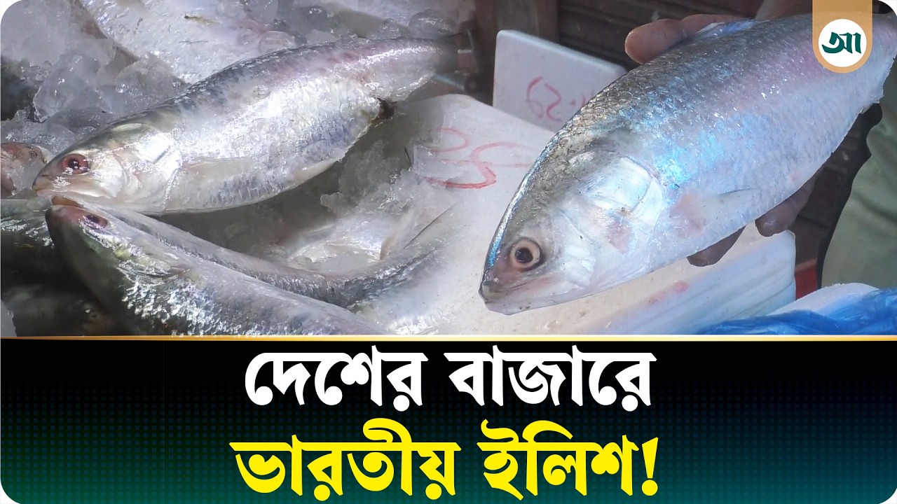 কেন বাংলাদেশ ভারত থেকে ইলিশ আমদানি করছে