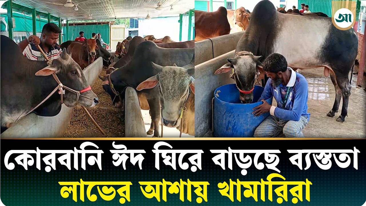 চাহিদার তুলনায় পশুর সংখ্যা দ্বিগুণ, কোরবানির ঈদকে ঘিরে খামারিদের বড় প্রস্তুতি