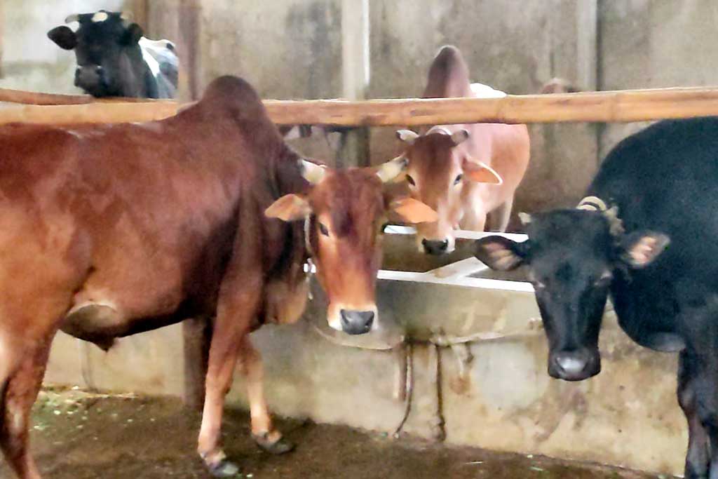 চাঁদপুরে দুগ্ধ সমিতির ঋণে, ষাঁড় কিনে ফাঁকি