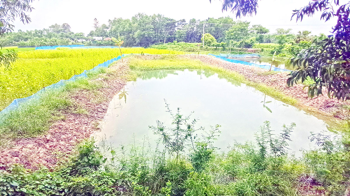 কৃষিজমিতে মাছ চাষ, কমছে ধানের আবাদ