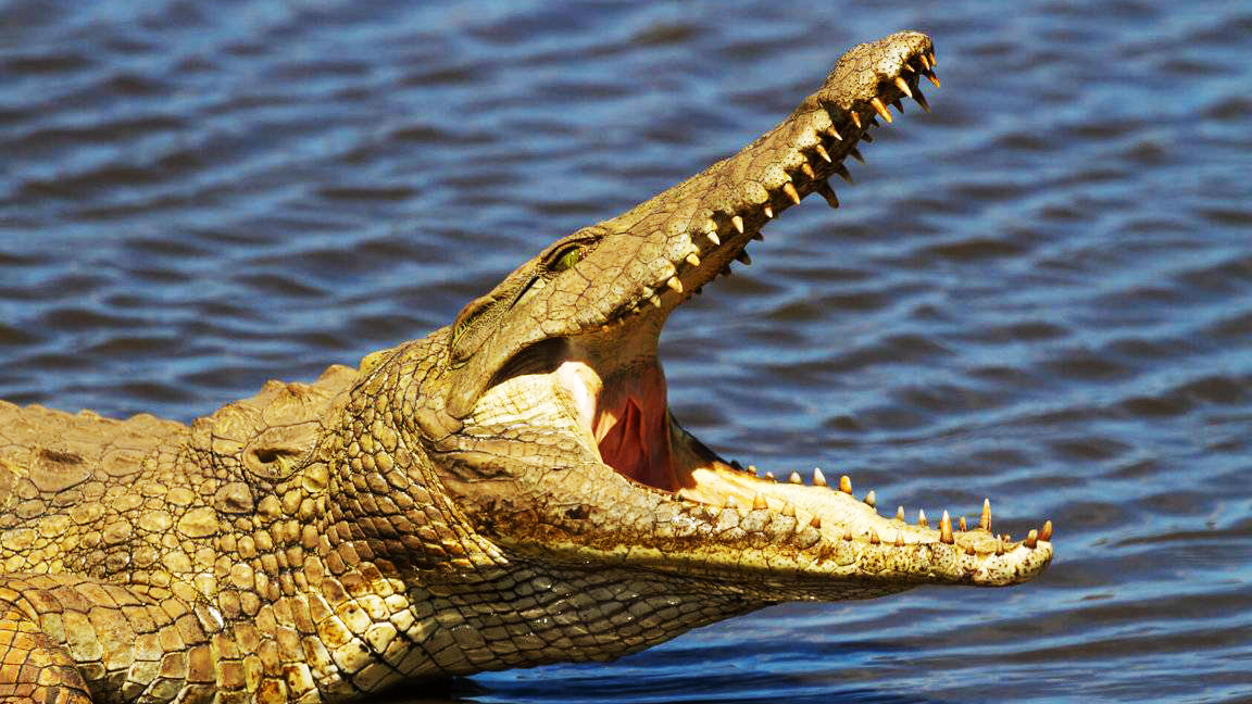 হাতির হাত থেকে বাঁচতে চাওয়া জেলের প্রাণ কেড়ে নিল কুমির