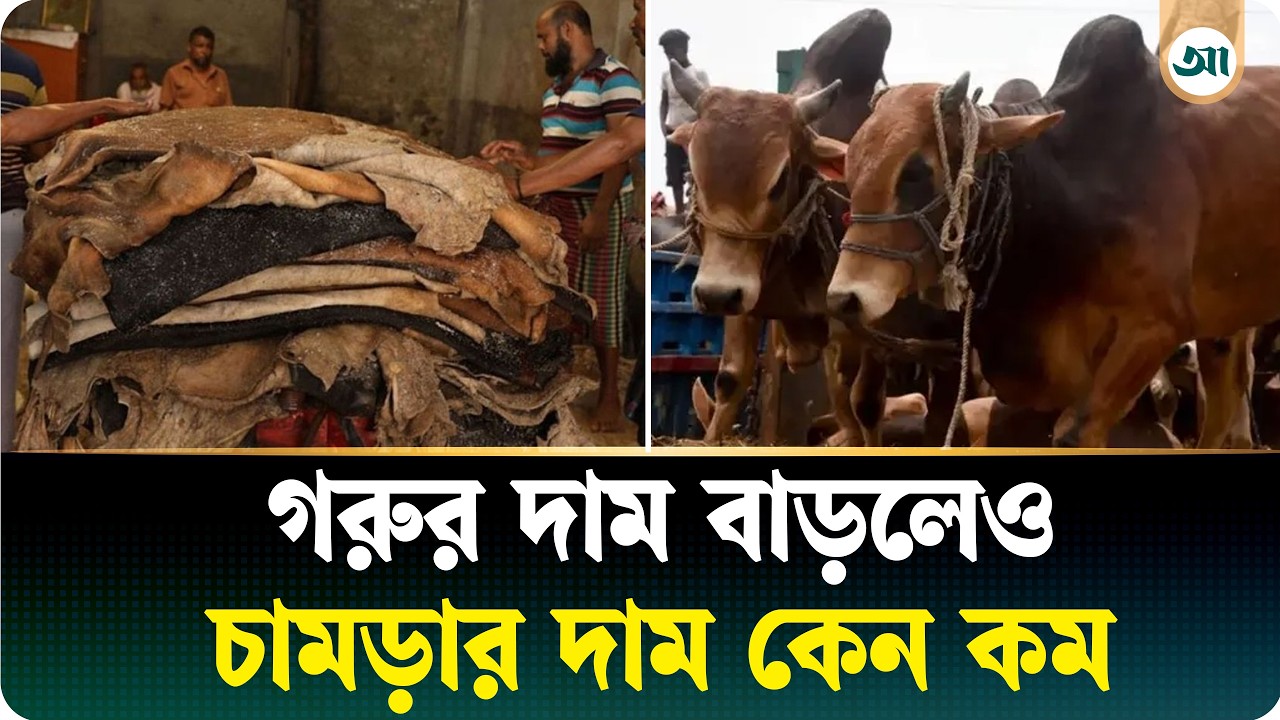 দেশে গরুর দাম বাড়লেও চামড়ার দাম কেন কম