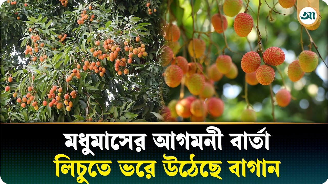 লাল-সবুজে সেজেছে পাবনার লিচুবাগান, হাসি চাষিদের মুখে