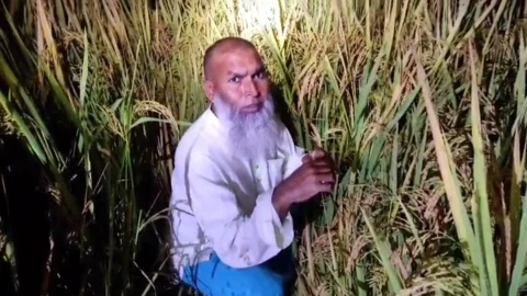 ধানখেতে লুকিয়েও শেষ রক্ষা হলো না আওয়ামী লীগ নেতার