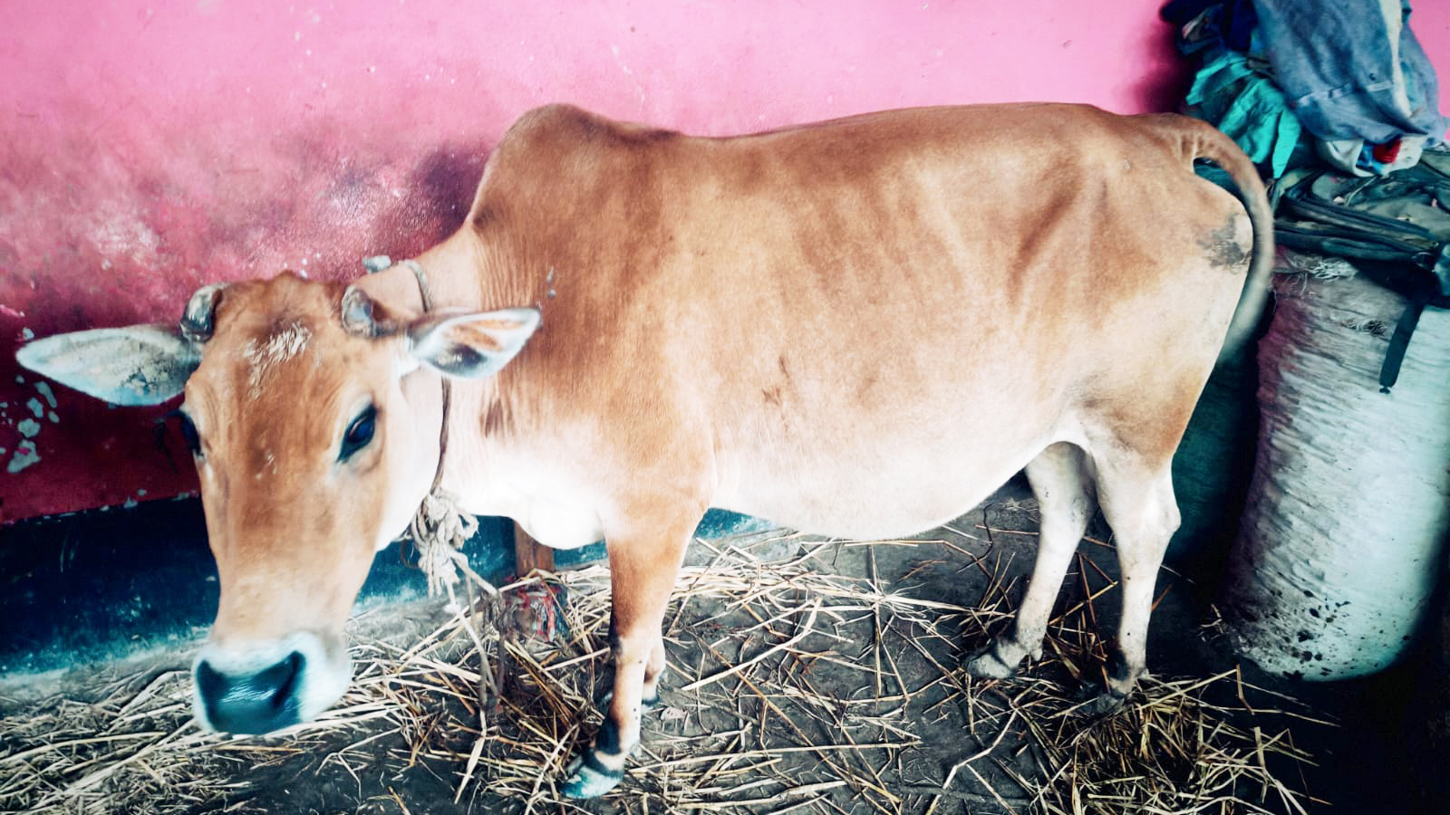 সুদের টাকা দিতে না পারায় বিধবার গরু নিয়ে গেলেন দাদন ব্যবসায়ী
