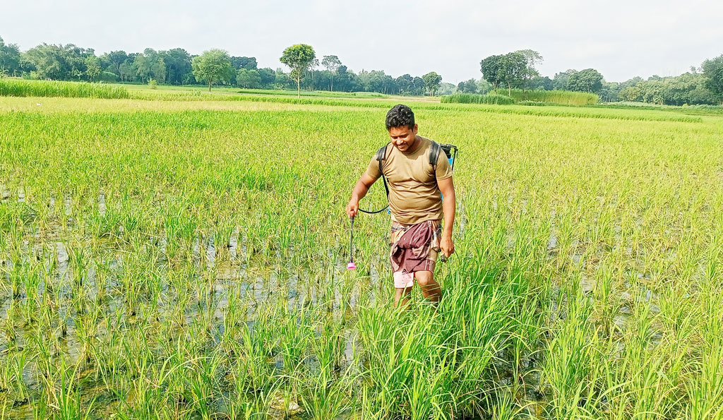 রোপা আমনে মাজরা পোকা ও গোড়া পচা রোগ, দুশ্চিন্তায় চাষি