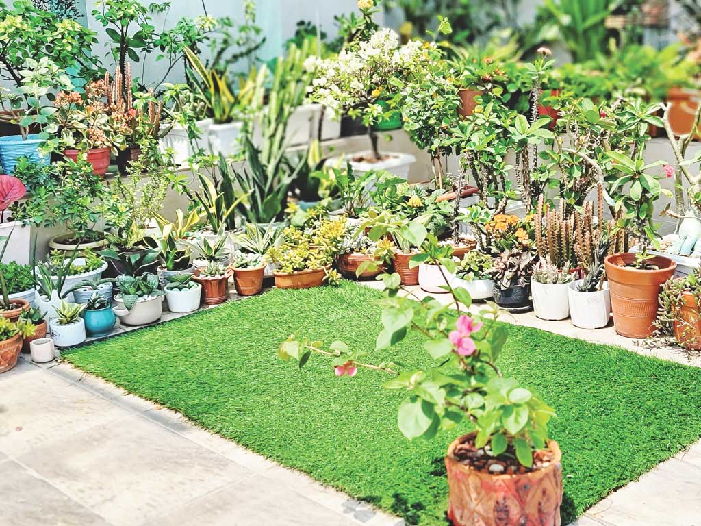 বর্ষায় ছাদবাগানের যত্ন
