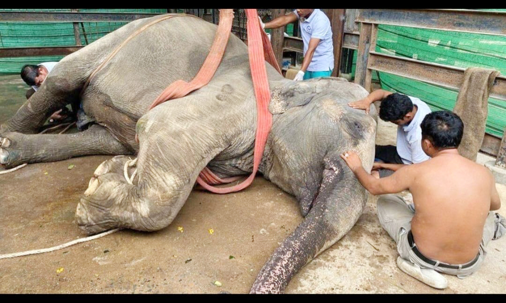 মৃত্যুর সঙ্গে পাঞ্জা ‘রাজু বাহাদুরের’, বাঁচানোর চেষ্টায় দেশি-বিদেশি চিকিৎসকেরা