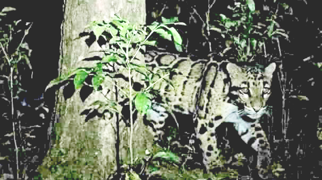 বাঘ আতঙ্কে তিন গ্রামের মানুষ, বিরল প্রাণী বলছে বন বিভাগ
