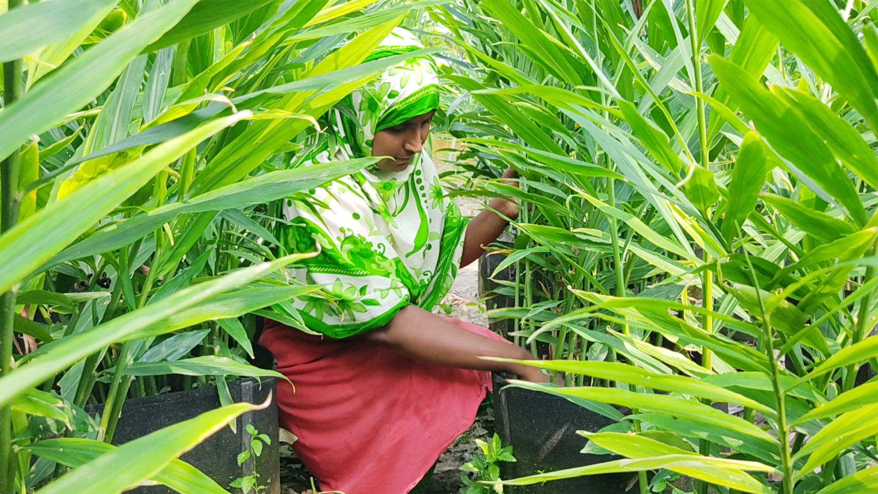 বাড়ির আঙিনায় বস্তায় আদা চাষ, লাভের স্বপ্ন ব্রাহ্মণপাড়ার কৃষকদের