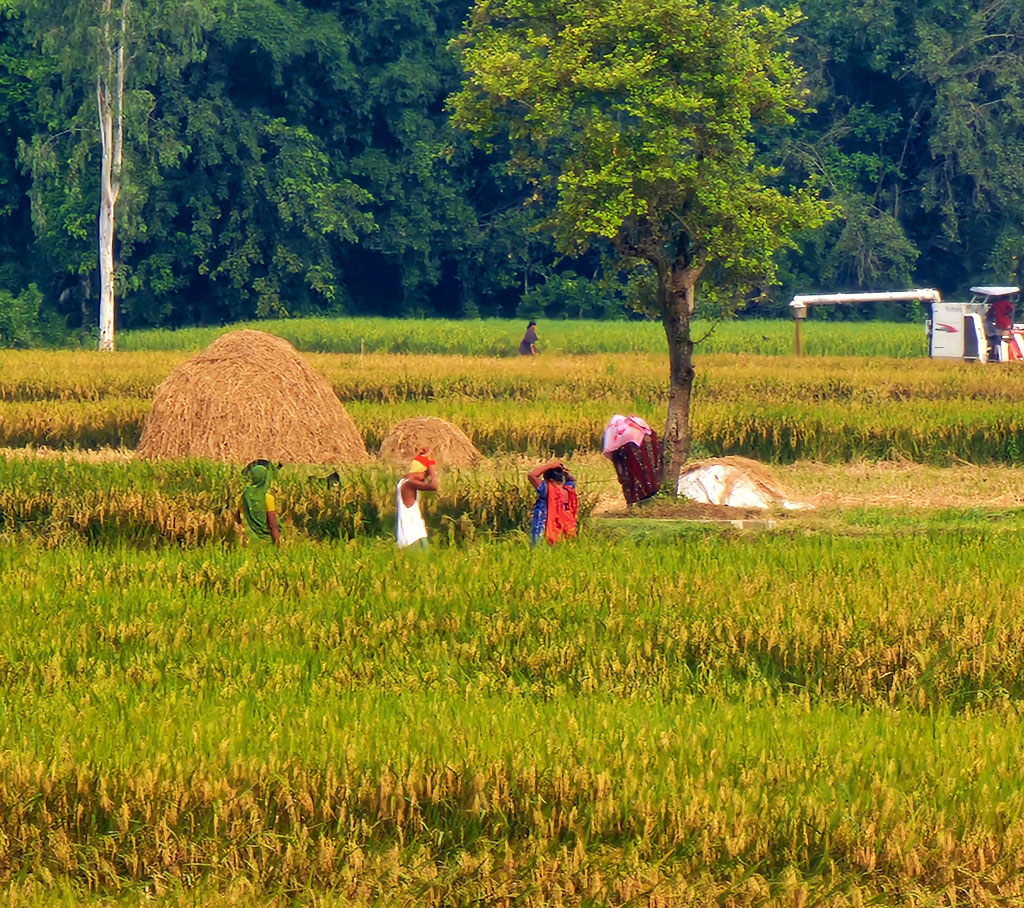 ঘিওরে শ্রমিকসংকটে ধান কাটা নিয়ে বিপাকে কৃষক