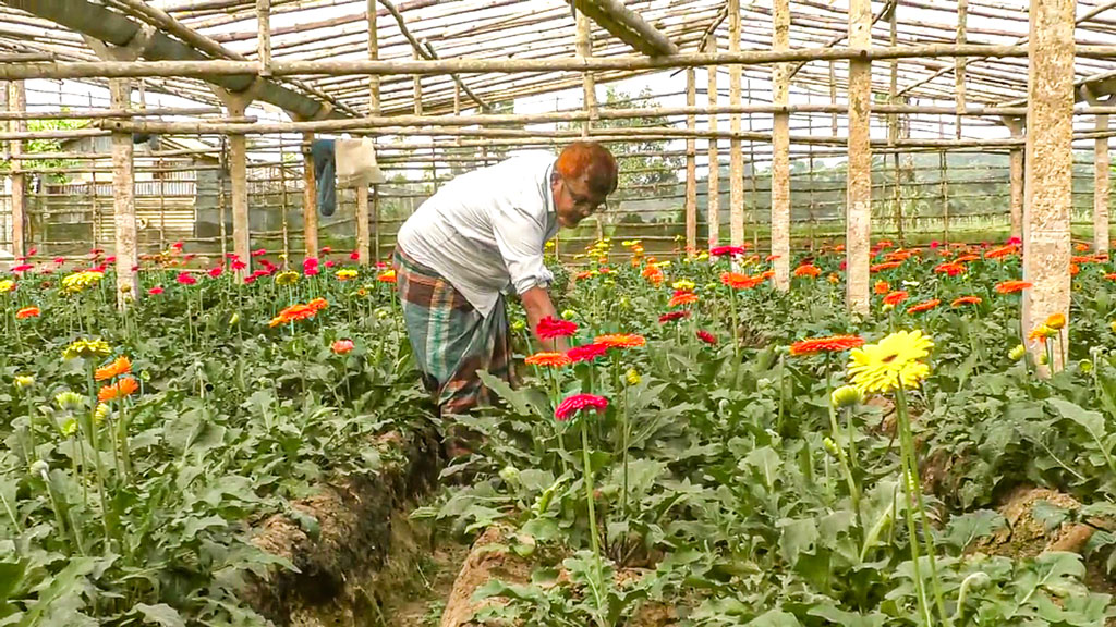 গদখালীর ফুলবাজার: ফুলের গায়ে ভোটের হাওয়া