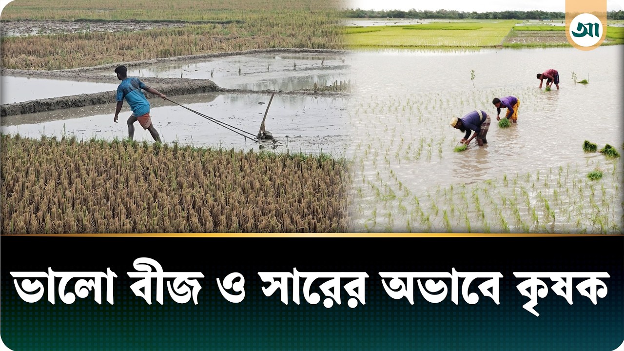 প্রচণ্ড গরম উপেক্ষা করে আমন ধানের চারা তৈরিতে ব্যস্ত চাষিরা