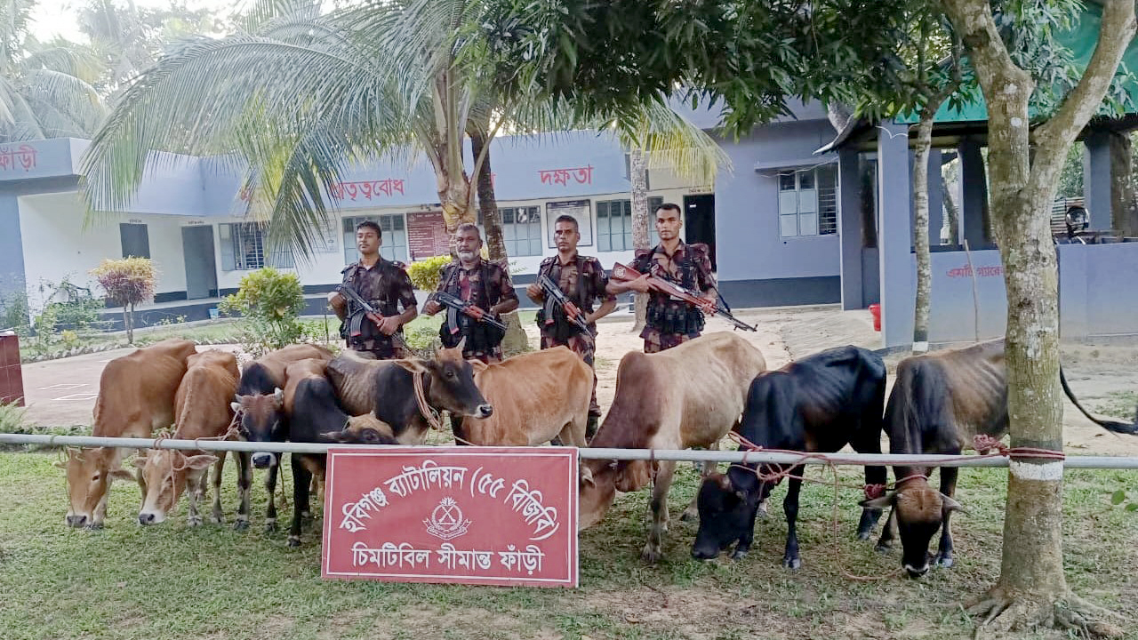 হবিগঞ্জ সীমান্তে বিজিবির অভিযান, ভারতীয় চোরাই গরু ও মদের চালান জব্দ