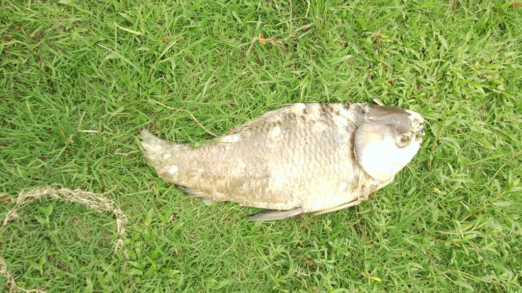 হালদা থেকে ৫ কেজির মৃত কাতলা মাছ উদ্ধার