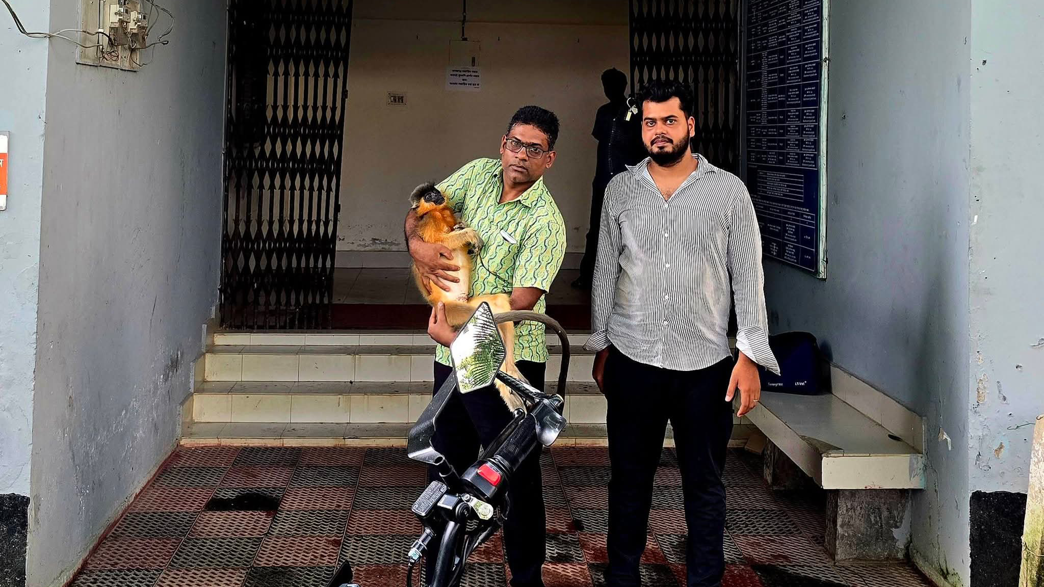 শ্রীমঙ্গল চা-বাগানে বৈদ্যুতিক তারে জড়িয়ে সোনালি হনুমানের মৃত্যু