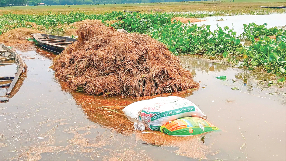 হাওরাঞ্চল: পানি কমে জাগছে পচা ধান