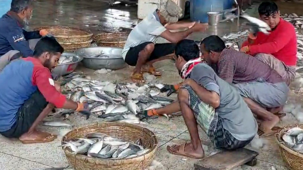 কুয়াকাটায় এক ট্রলারেই ১৯৫ মণ ইলিশ, ৪০ লাখ টাকায় বিক্রি