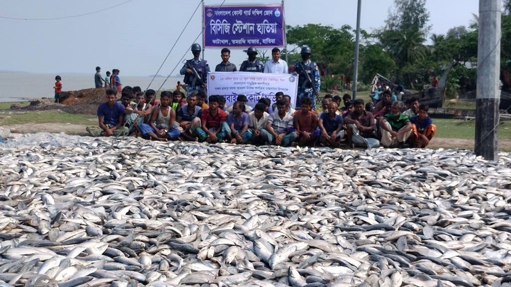 হাতিয়ায় ১৫০ মণ ইলিশ জব্দ