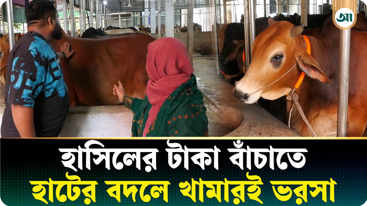 হাটভরা গরু থাকলেও নেই ক্রেতা, খাজনা বাঁচাতে খামারে বাড়ছে ভিড়